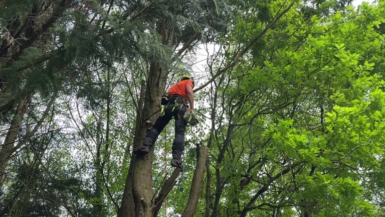How Our Tree Care Process Works  in  Hartford, WI
